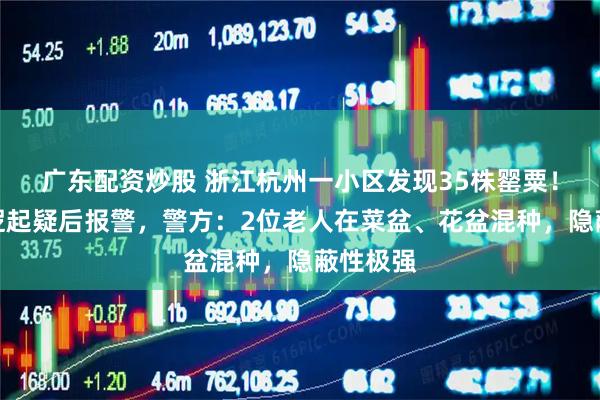 广东配资炒股 浙江杭州一小区发现35株罂粟！保安巡逻起疑后报警，警方：2位老人在菜盆、花盆混种，隐蔽性极强
